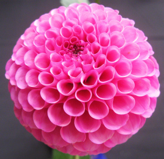 Dahlia ' 20TH AVE INGRID '  (Min.B.)  Gibson  USA  2020  South Sound D. S. Show, USA 2022  (David Brown)